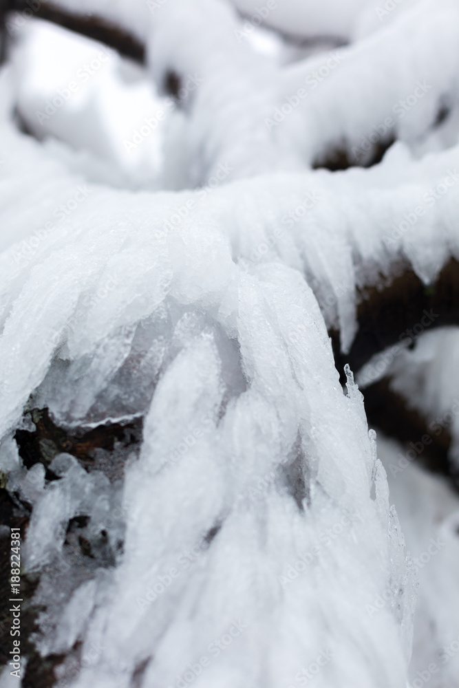 Branches of a snow-covered, icy tree. Branches of a snow-covered, icy tree.
