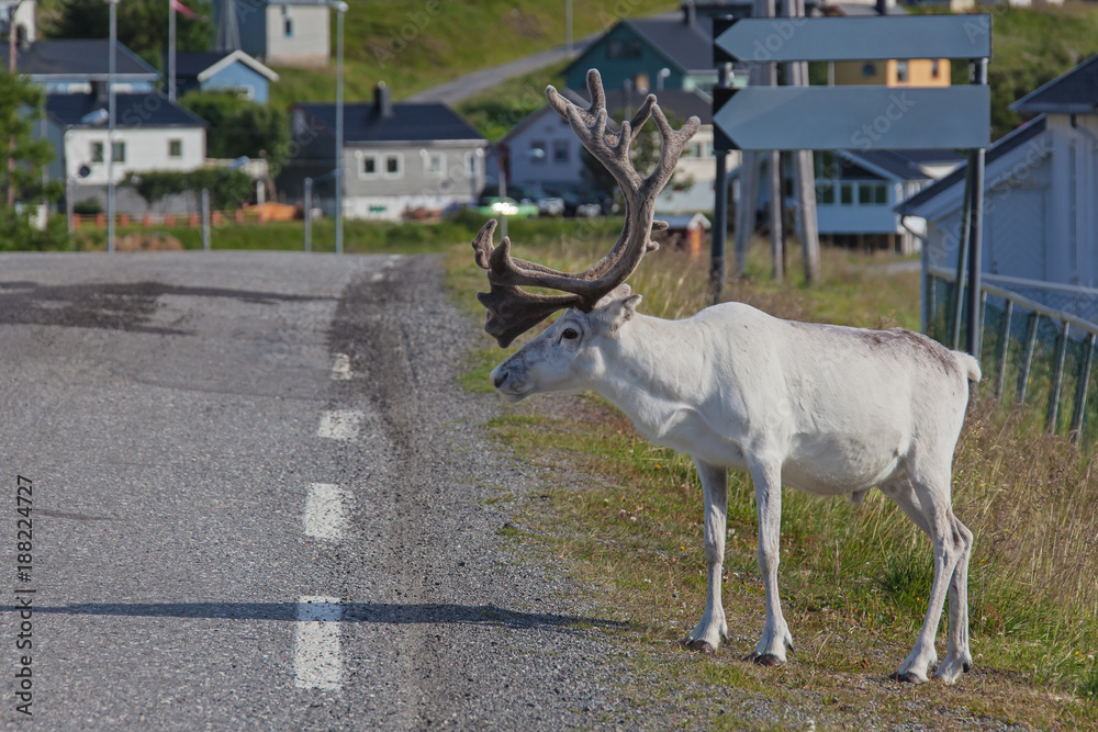 Fototapeta premium Reindeer tries to cross the highway near Skarsvag village, Finnmark, Norway