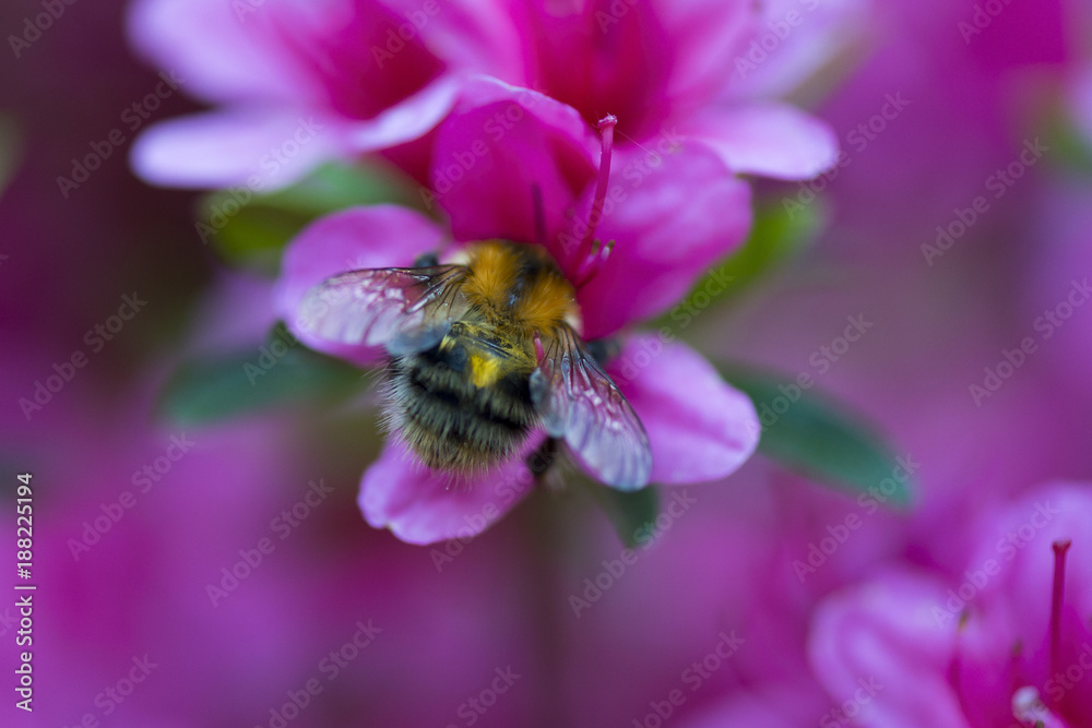 Bumblebee in a pink azalea blossom or rhododendron in garden. Season of flowering azaleas. Close up. Bumblebee in a pink azalea blossom or rhododendron in garden. Season of flowering azaleas. Close up.