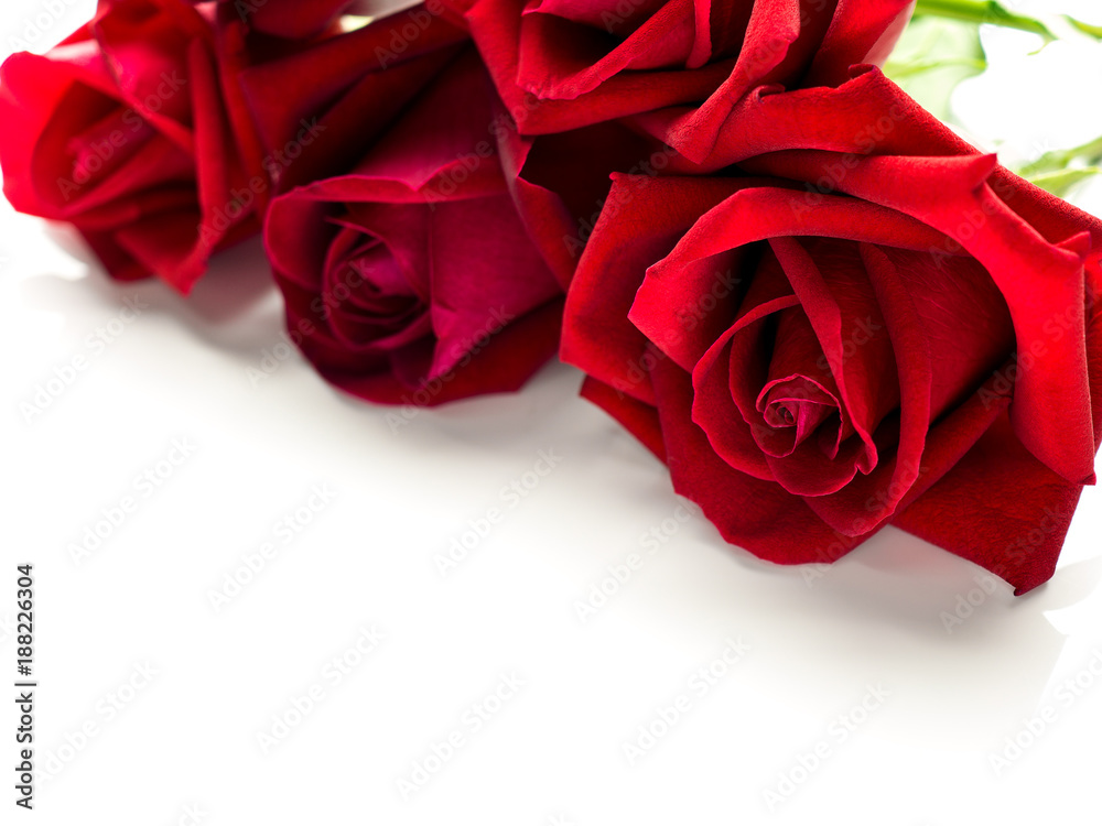 Close-up image of beautiful blooming red rose flower with copy space, Selective focus and shallow DOF, Valentine day concept