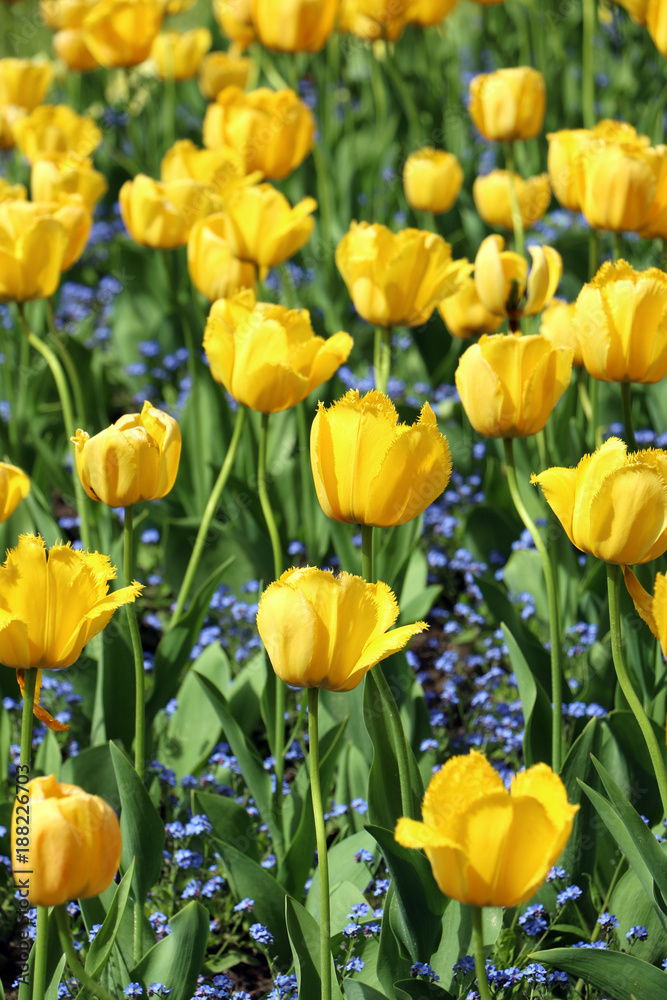 Yellow fringed tulips (Tulipa spp.) and tiny, blue Myosotis flowers in sunny day Yellow fringed tulips (Tulipa spp.) and tiny, blue Myosotis flowers in sunny day