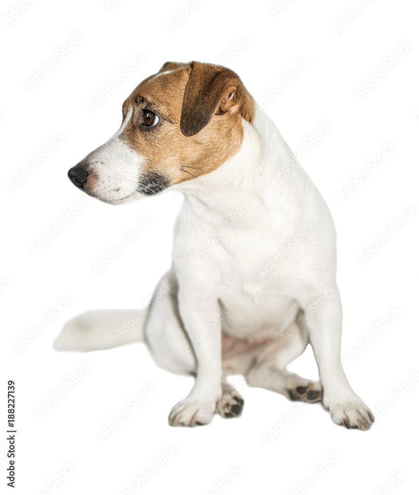 Cute small dog Jack Russell Terrier sitting and looking at left on white isolated background