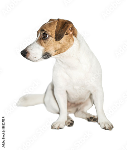 Cute small dog Jack Russell Terrier sitting and looking at left on white isolated background