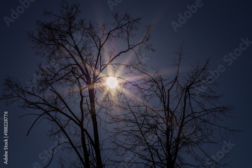 The sky looks through the branches of trees © Дмитрий Федоров