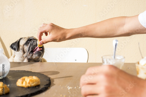 Pug eating breakfast biscuits from owner hand