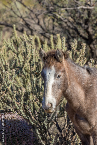 Fototapeta Naklejka Na Ścianę i Meble -  Beautiful Wild Horse in the Arizona Desert