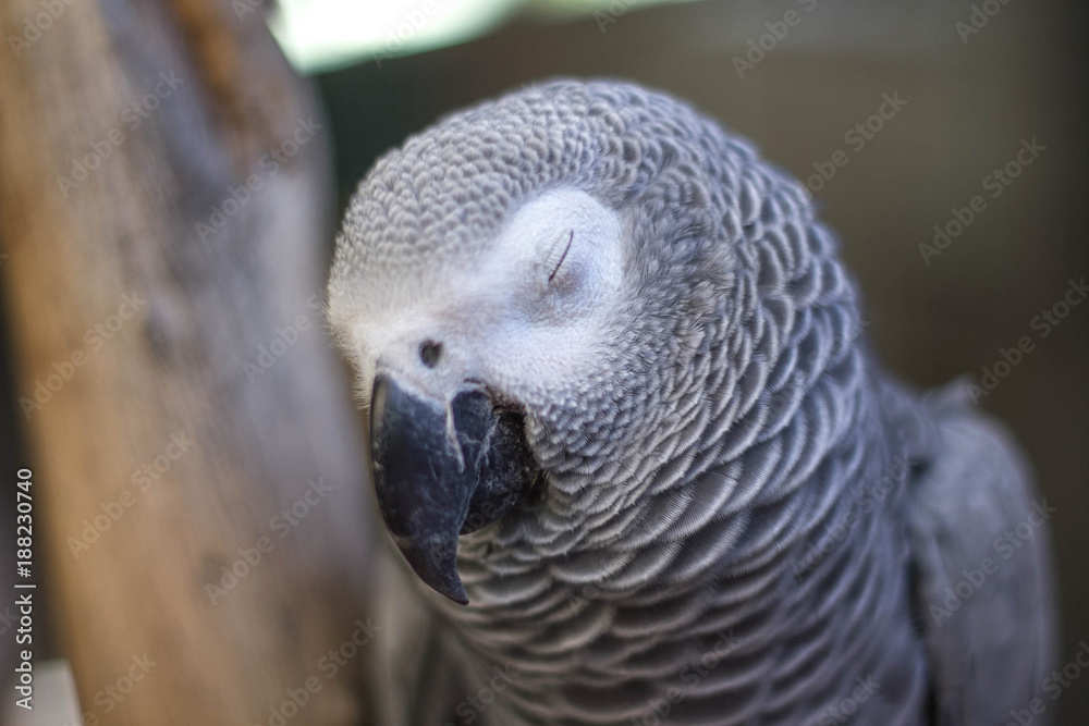Obraz premium Gray Parrot with sleep