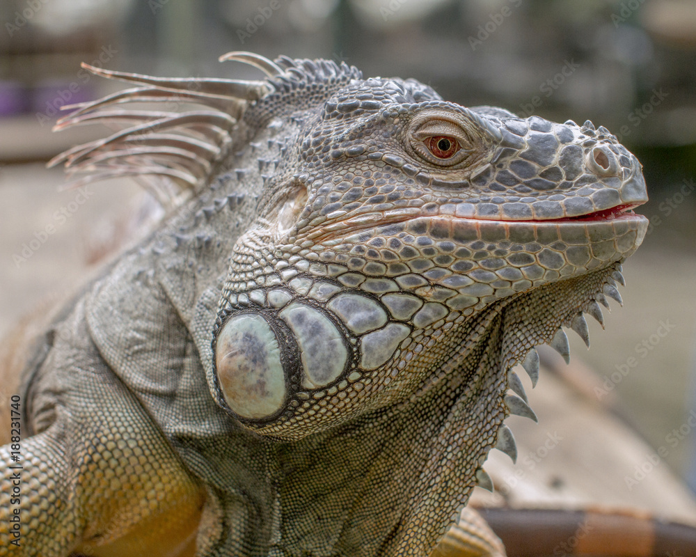 Fototapeta premium Lovely Iguana close-up face image