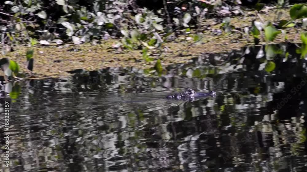 Alligator enters the water. Yacare Caiman in mirrored water pond. Image in the Pantanal Biome. Mato Grosso do Sul state, Central-Western - Brazil. Alligator enters the water. Yacare Caiman in mirrored water pond. Image in the Pantanal Biome. Mato Grosso do Sul state, Central-Western - Brazil.