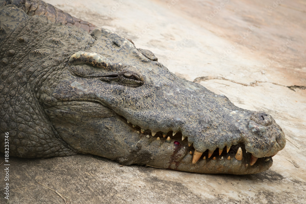 Obraz premium Crocodile basking in the sun