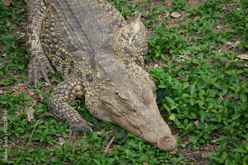 Crocodile resting on the grass © Amnaj