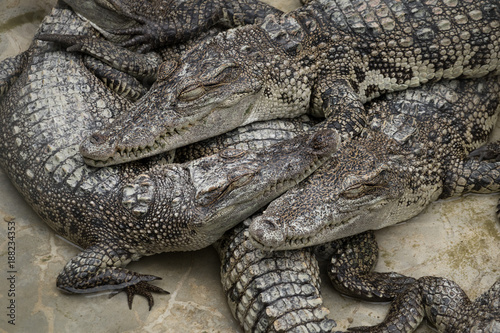 The group of crocodile sleeping