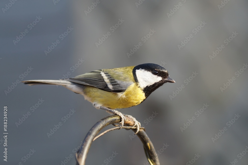 Fototapeta premium Nahaufnahme einer Kohlmeise (Parus major) 