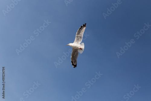 Slender-billed Gull flying