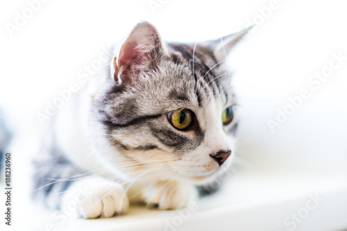 funny cat