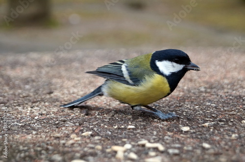 Bird tomtit white yellow and black feathers eating sunflower seeds a cold day in the park on a stone table