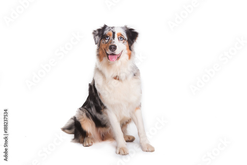 Sticker Australian Shepherd dog sitting isolated in white background