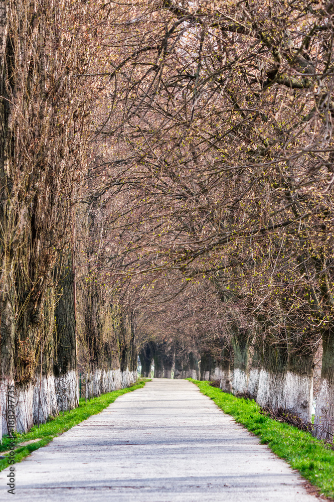 Longest linden alley in europe. Springtime scenery on the river embankment in Uzhgorod, Ukraine. Longest linden alley in europe. Springtime scenery on the river embankment in Uzhgorod, Ukraine.