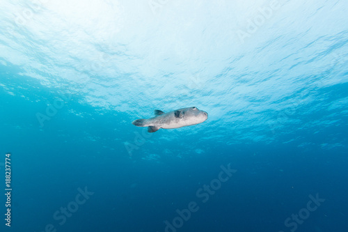 The Giant Pufferfish