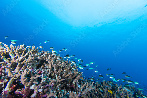 Underwater of Coral reef and fish