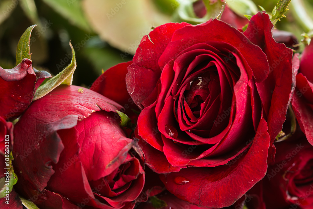 Close up Natural red roses and water drops. using as Valentines Day background, wedding day, Symbol of Valentine's day. Close up Natural red roses and water drops. using as Valentines Day background, wedding day, Symbol of Valentine's day.