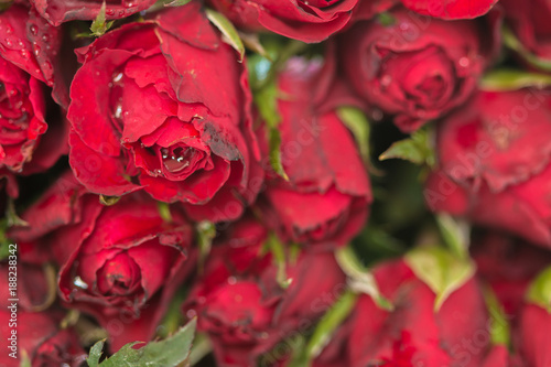 Natural red roses background. using as Valentines Day background  wedding day  Symbol of Valentine s day.