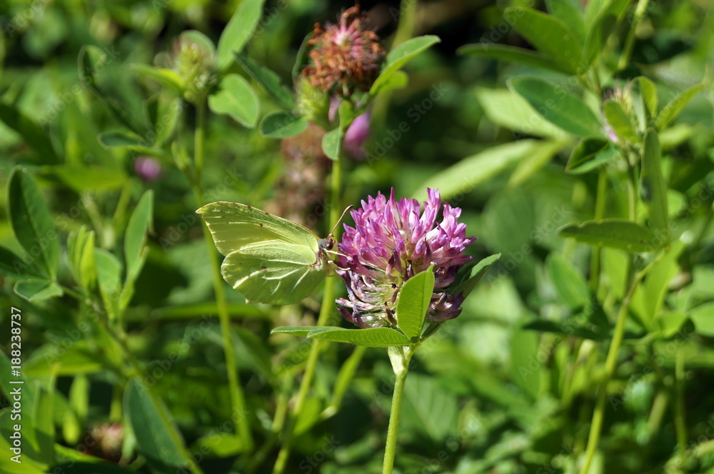 Violet clover flower with butterfly on a clearing with green grass Violet clover flower with butterfly on a clearing with green grass