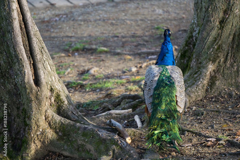 Obraz premium A peacock resting on tree roots on a cold autumn morning