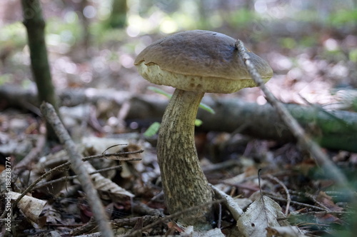Leccinum scabrum with a brown hat grows in the forest in dry foliage and branches © Vira