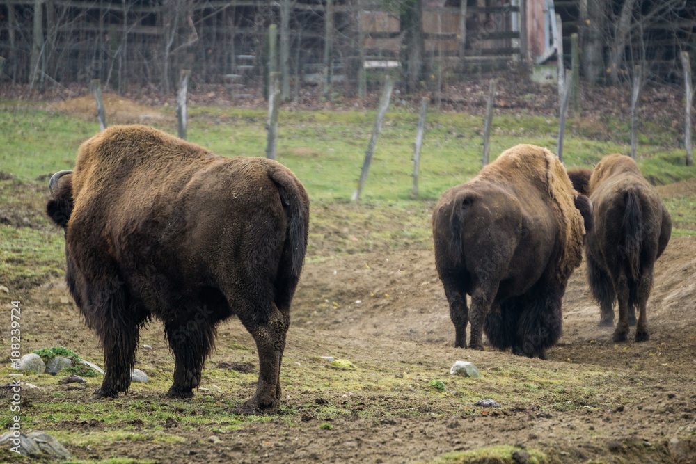 Three large buffalo standing on a field inside their enclosure at the zoo Three large buffalo standing on a field inside their enclosure at the zoo