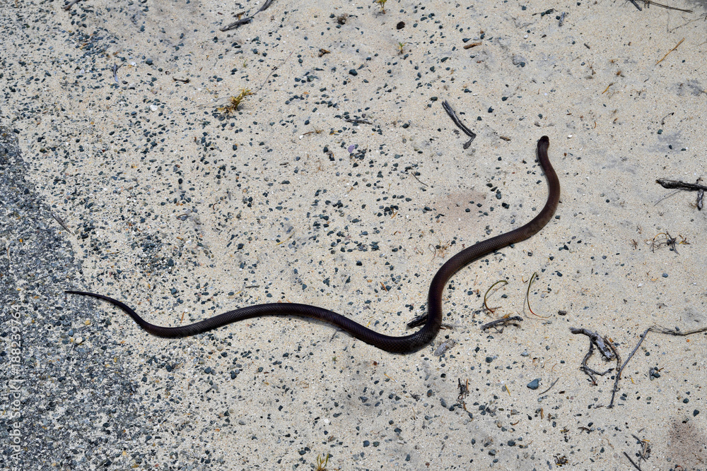 Fototapeta premium Australia, Zoology, Snake