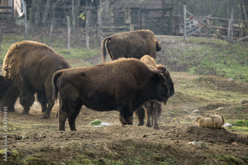 Bison and prairie dogs inside their enclosure at the zoo Bison and prairie dogs inside their enclosure at the zoo