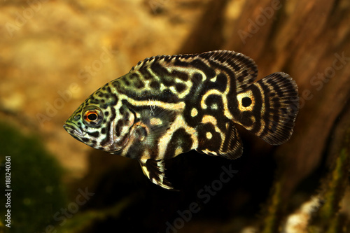 Tiger Oscar Cichlid Astronotus ocellatus aquarium fish 