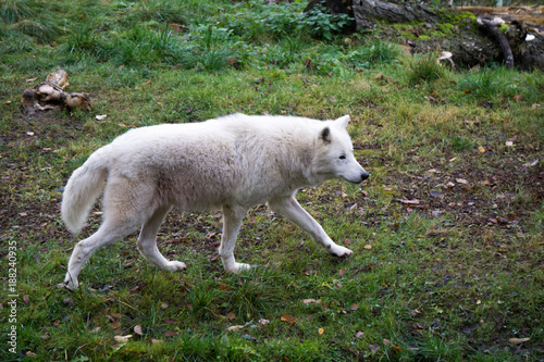 White wolf walking on a green field