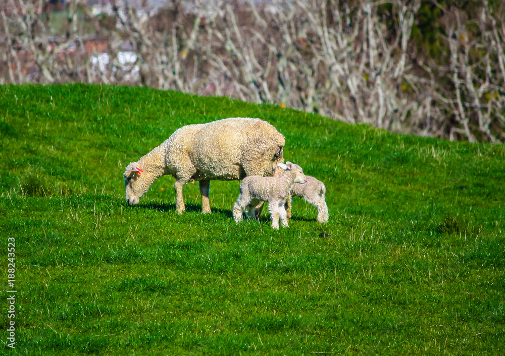 Fototapeta premium Ewe and lamb in the pasture, Auckland, New Zealand