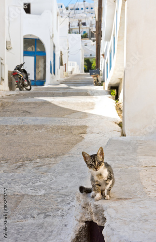 A kitten in the street, Greek island © Nazzu