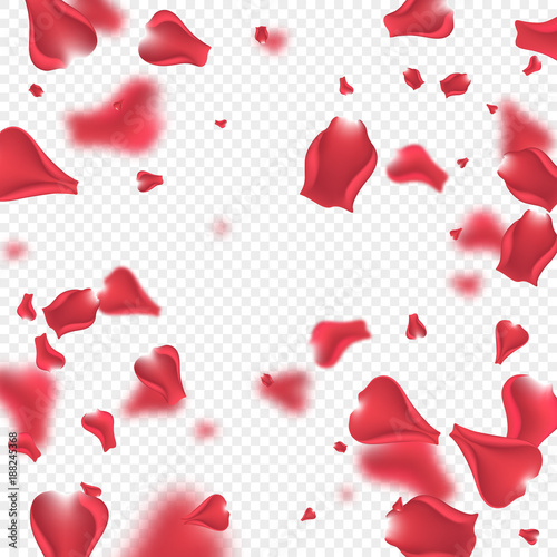 Flying Flying pink rose petals with blur effect. Transparent background. Vector illustration.rose petals background.