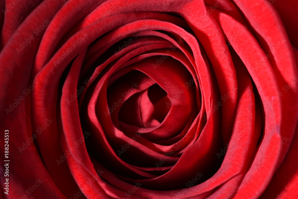 Dark red rose head close-up Dark red rose head close-up