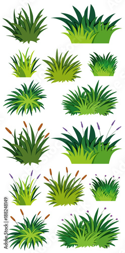 Different pattern of green grass