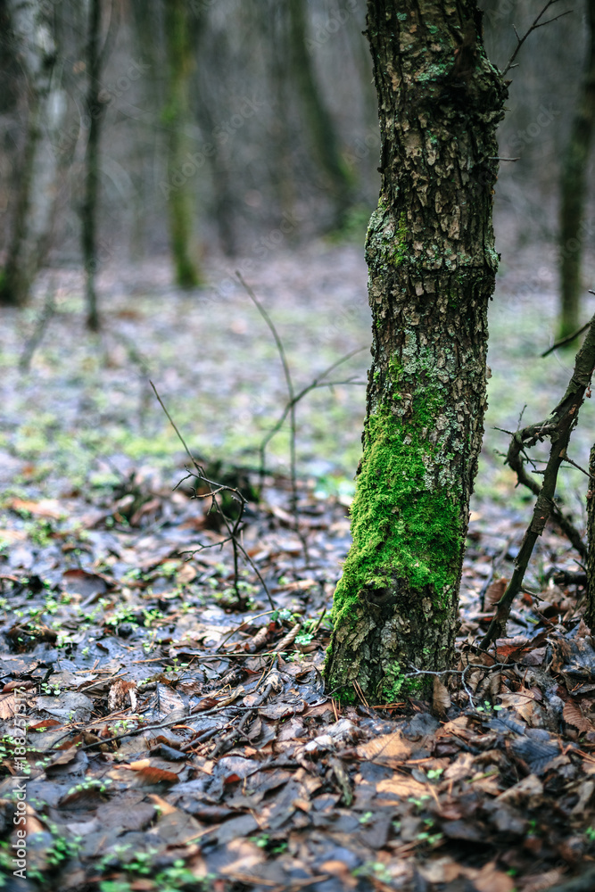Green moss on the tree in autumn Green moss on the tree in autumn