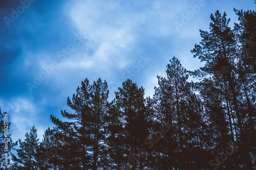 Dark sky with clouds and the tops of pine trees in coniferous forest.