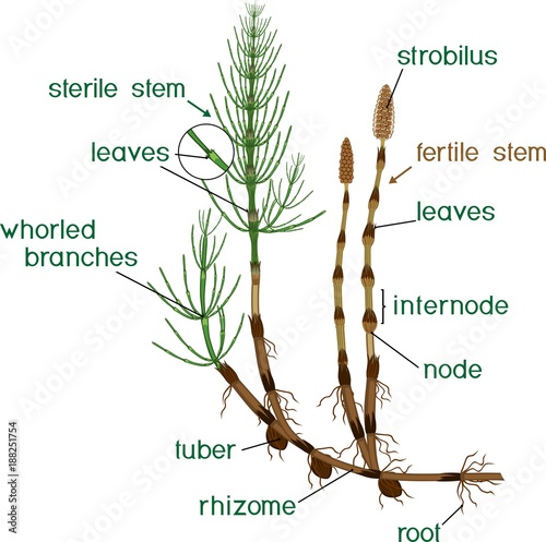 Parts of Equisetum arvense (horsetail) sporophyte with fertile and sterile stems and titles