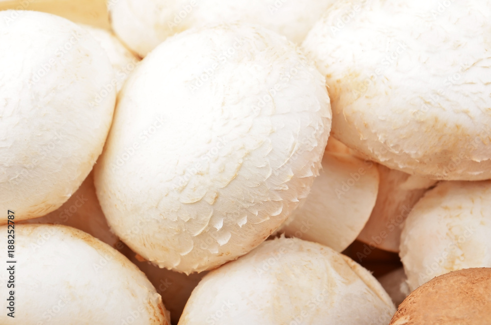 Champignon (True mushroom) Champignon (True mushroom)
