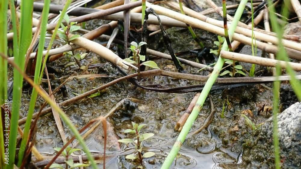Brilliant emerald dragonfly laying eggs Brilliant emerald dragonfly laying eggs