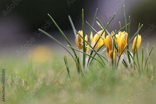 gelber Krokus auf einer Wiese