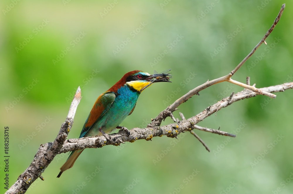Obraz premium European bee-eater (Merops apiaster) with caught dragonfly sitting on the branch with green background.