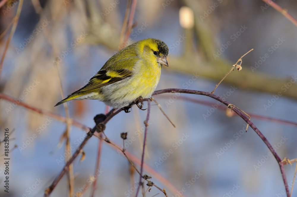 Eurasian siskin (Spinus spinus) in the rays of the rising sun (sitting on the branch with green-blue background).. Eurasian siskin (Spinus spinus) in the rays of the rising sun (sitting on the branch with green-blue background)..