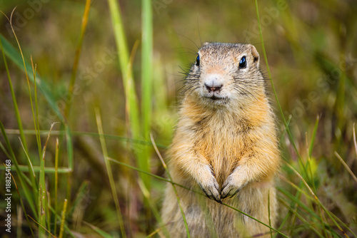 reddish gray gopher close-up on herbal background © vika33