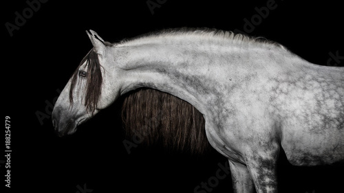 Gray andalusian horse with long mane isolated on black background photo