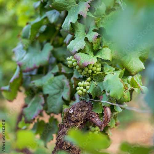 raisins encore verts dans les vignes